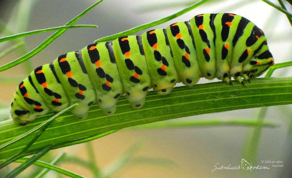 Finalmente  nata - Papilio machaon, Papilionidae